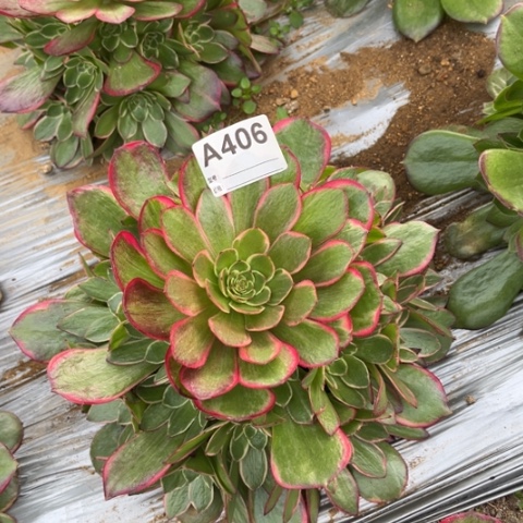 多肉植物粉花妖捧花