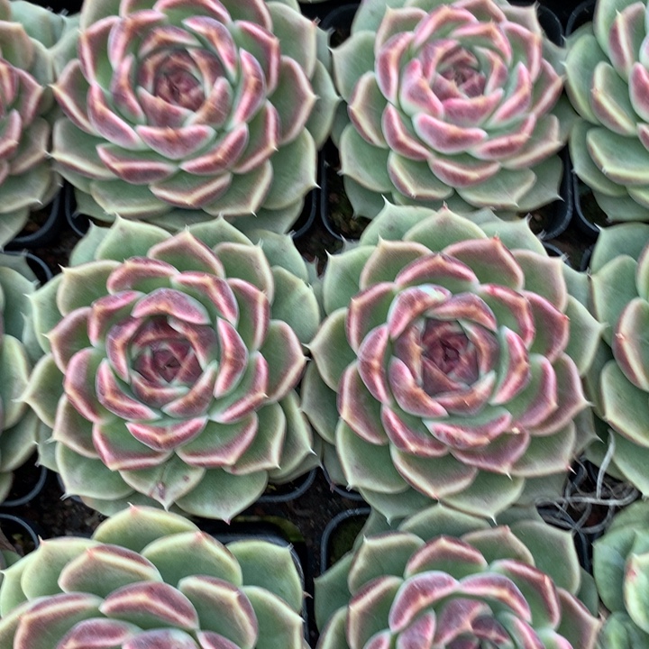 米莱狄单头7cm左右