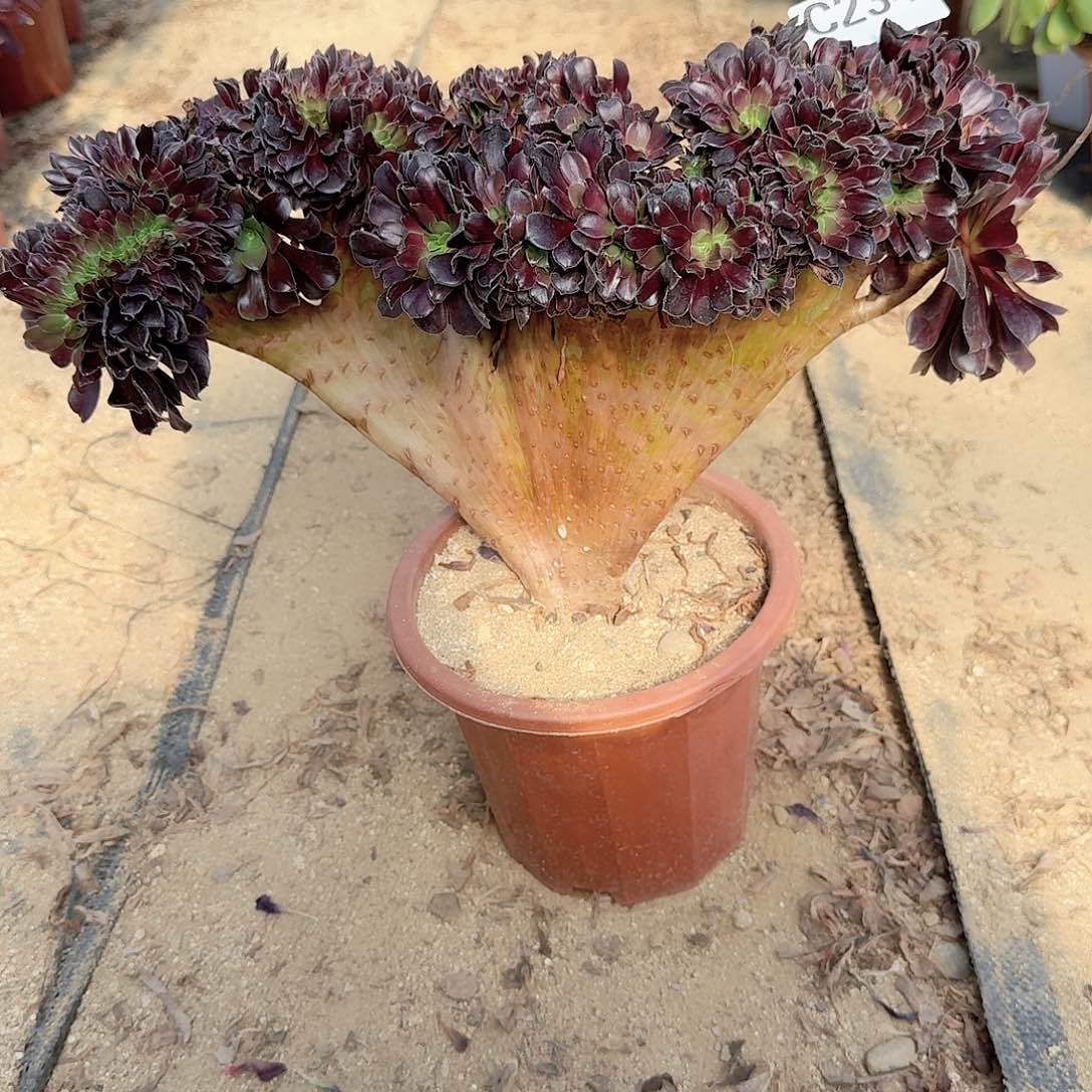 234欧紫一颗呀呀