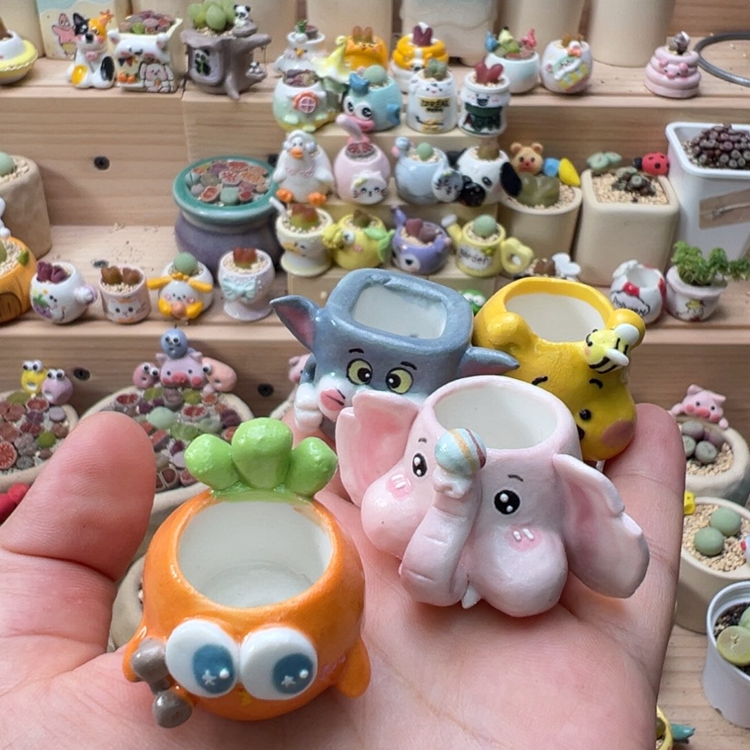 爱***鱼多肉植物103号就萝卜中红窗菊