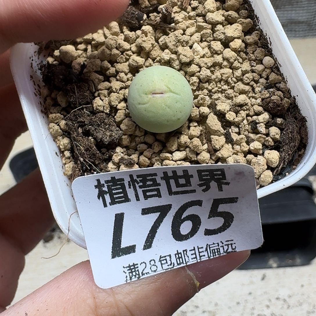 多肉植物的人生fhb