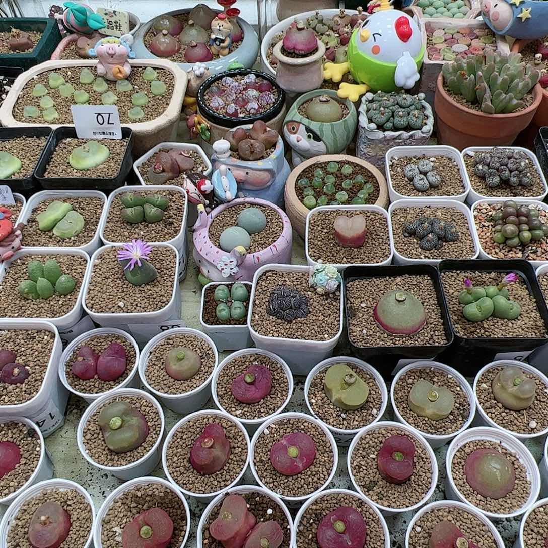 【闪购商品】智***刚125 福利