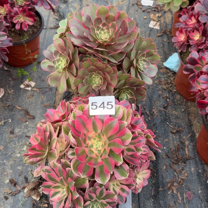 粉花夭，粉女巫多肉植物不包损545