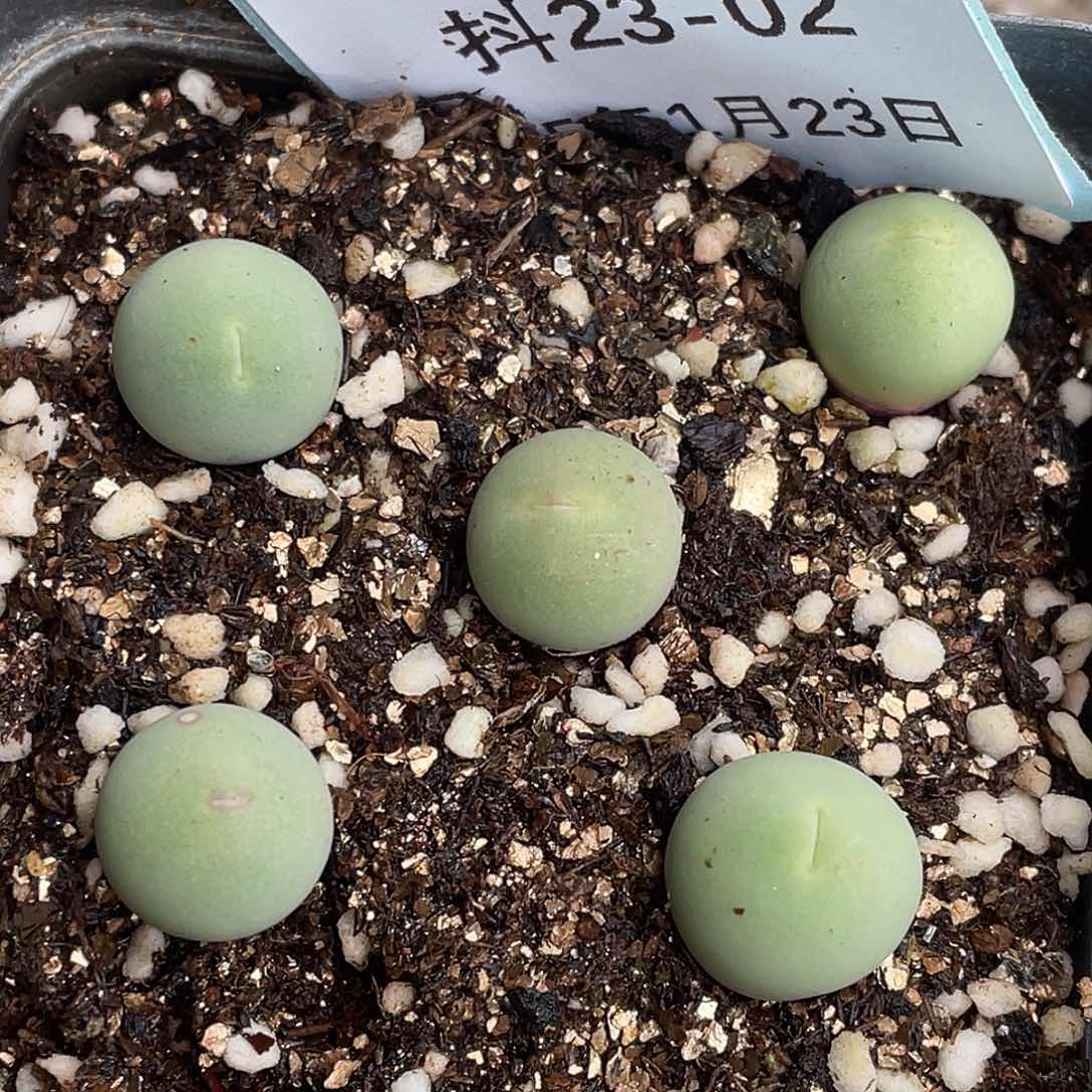 23-2鸽子蛋多肉植物