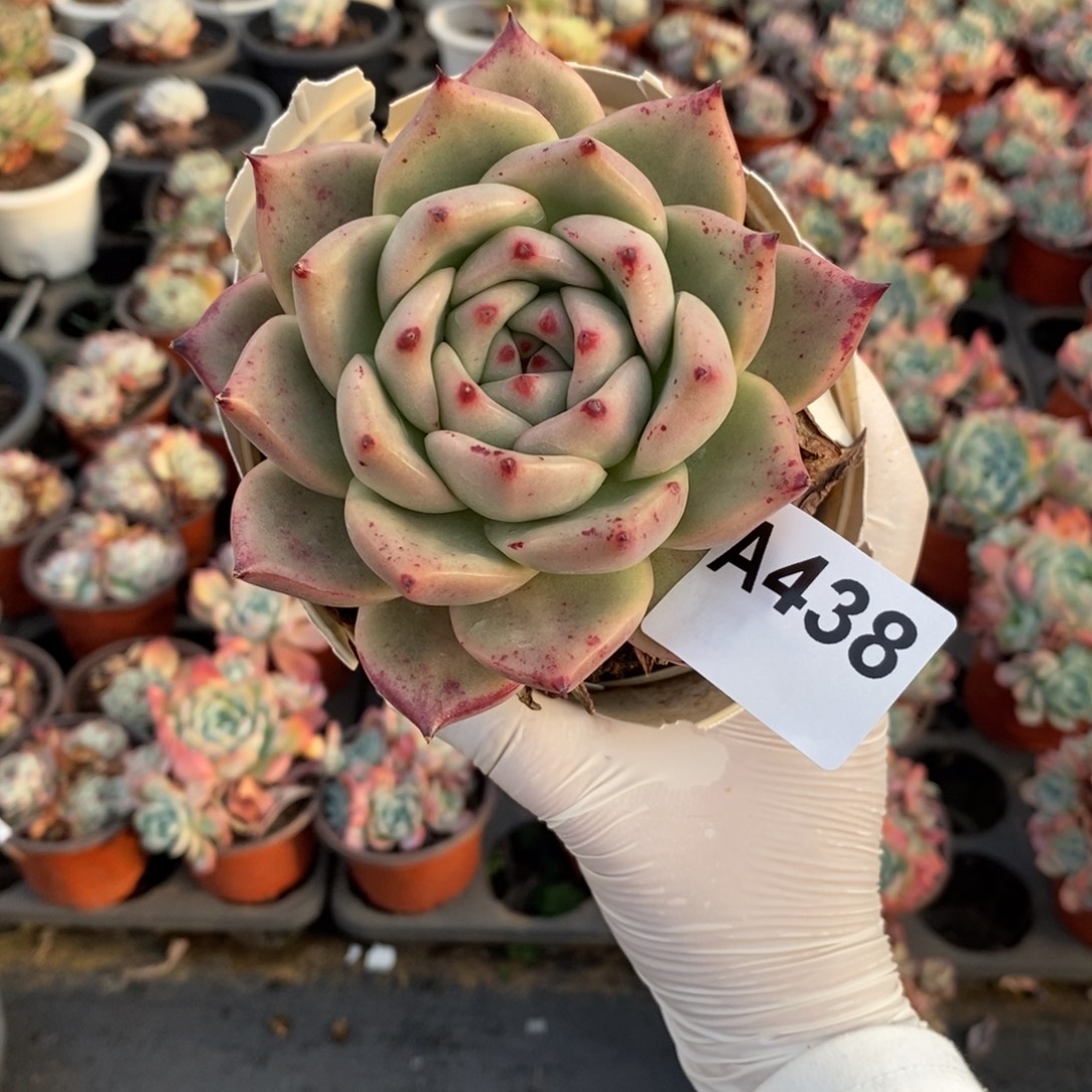 姜***️438红颜蜜语一物一拍