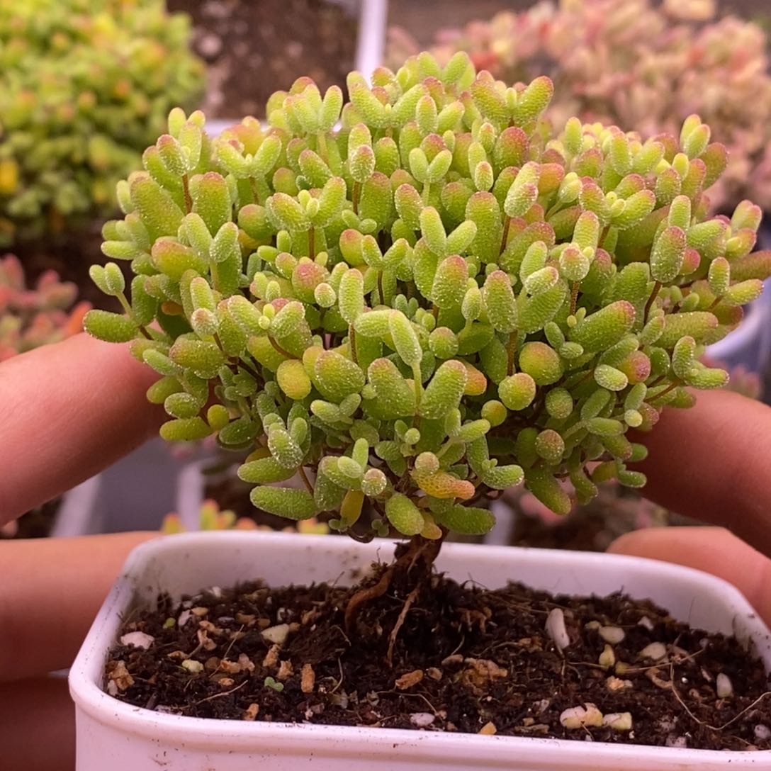 144蜜橘糖球。     