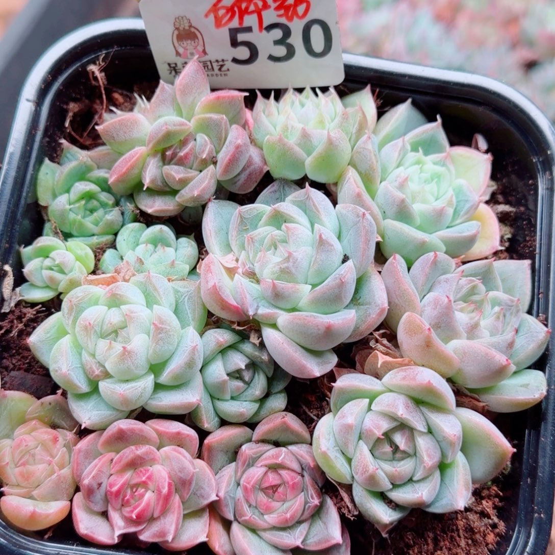 多肉植物多肉植物