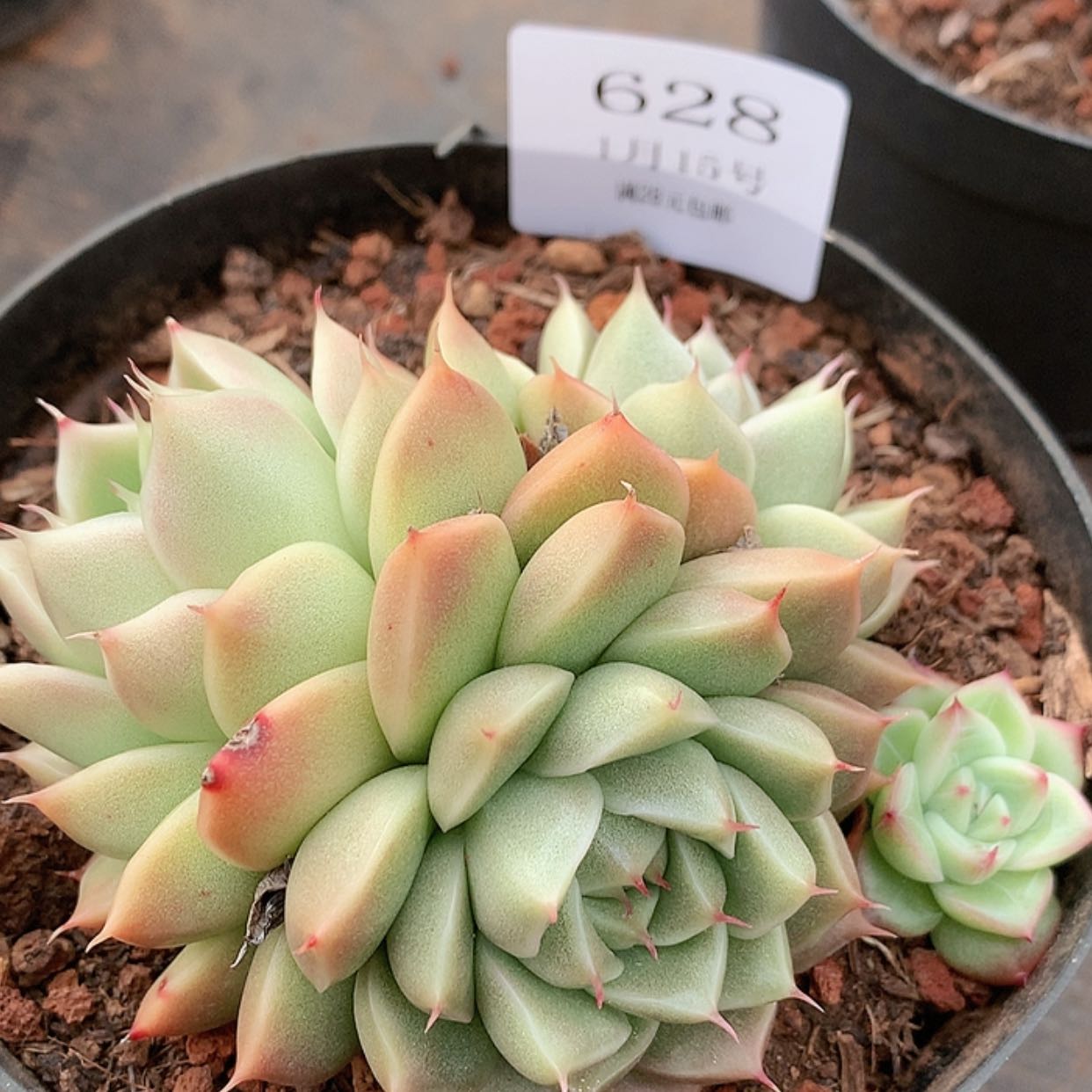 【闪购商品】云628