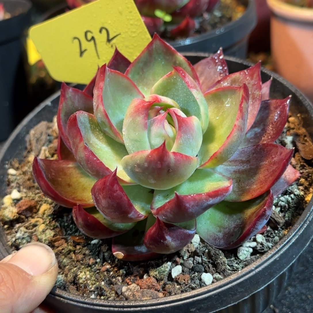 惊鸿一物一拍包装收缩花旱292