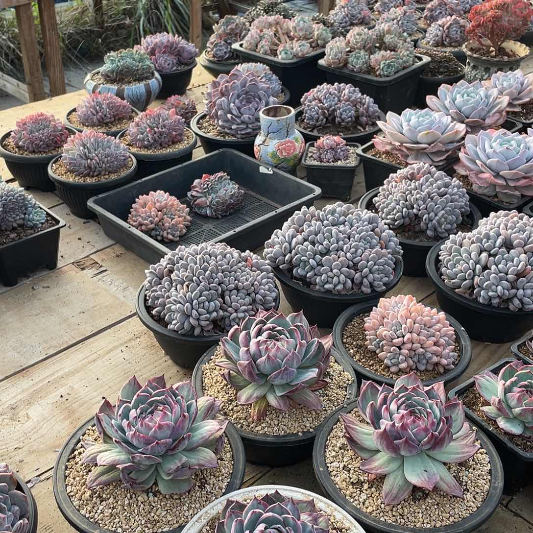 H***夏多肉植物多肉植物