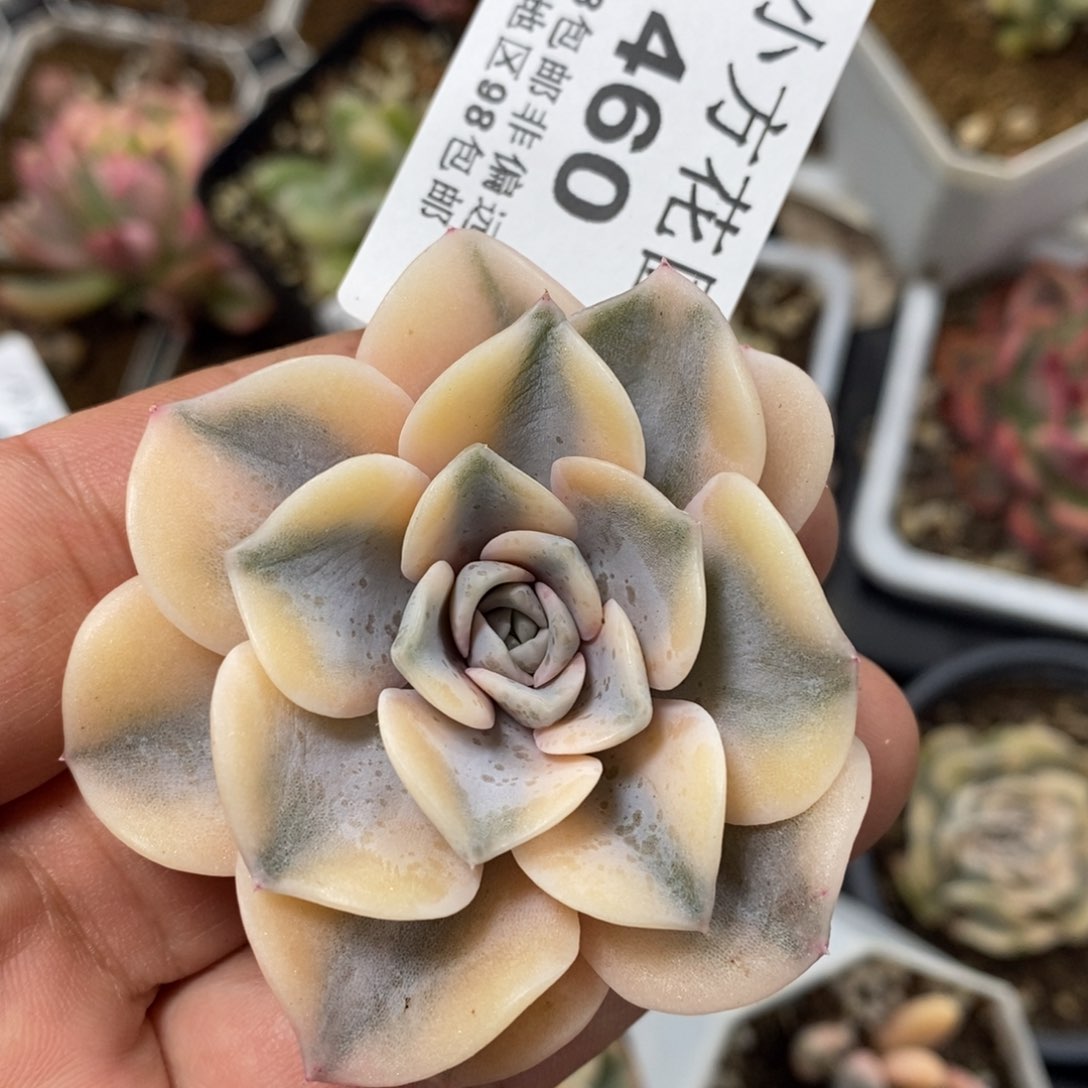 480汉堡锦单头头盖