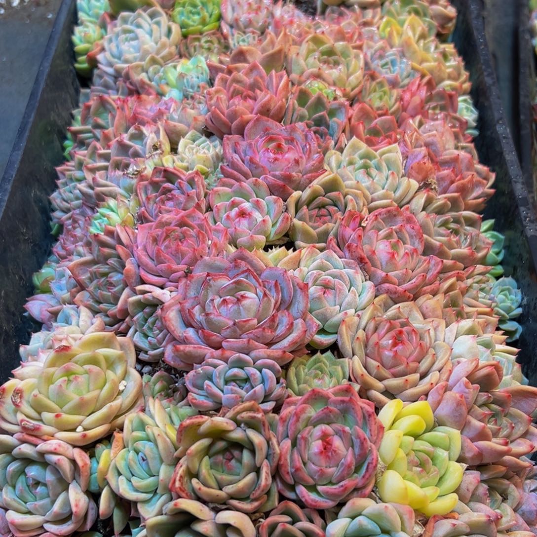 223多肉葡萄的价格是多少啊