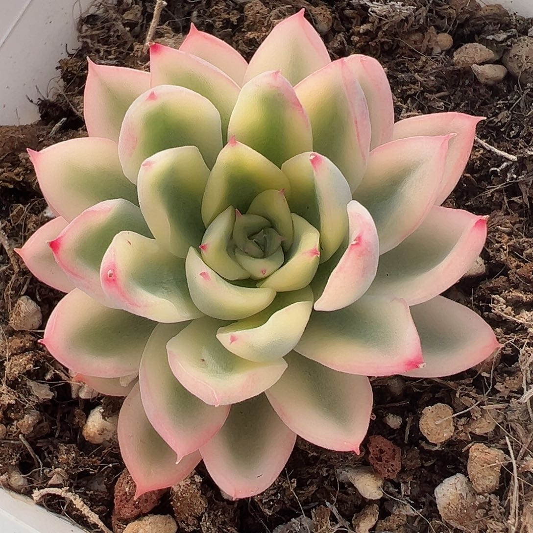 新圣骑兵锦，覆轮锦