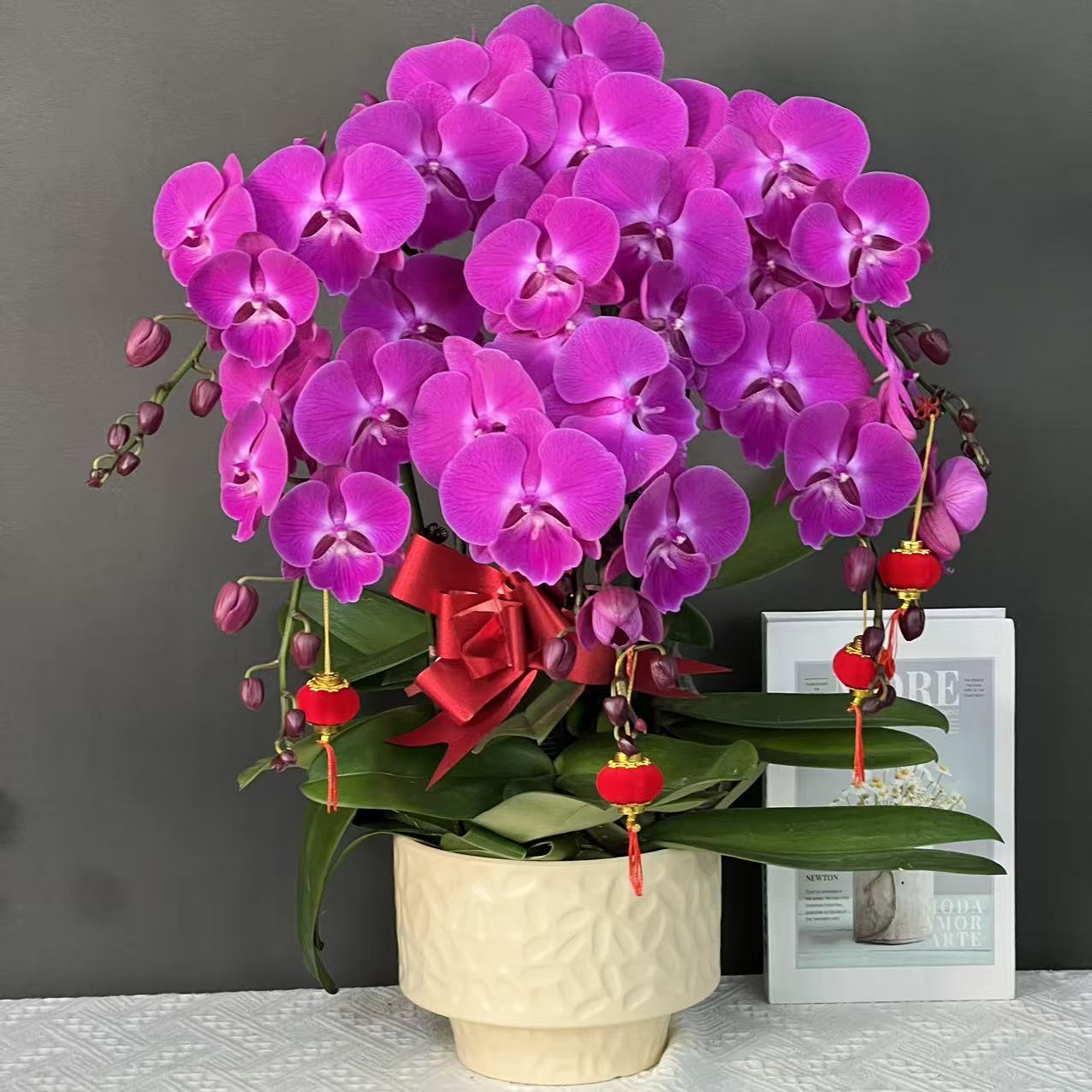 多彩优选（红双喜）欧品紫色贵货超大花花絮长好养蝴蝶兰鲜花花卉