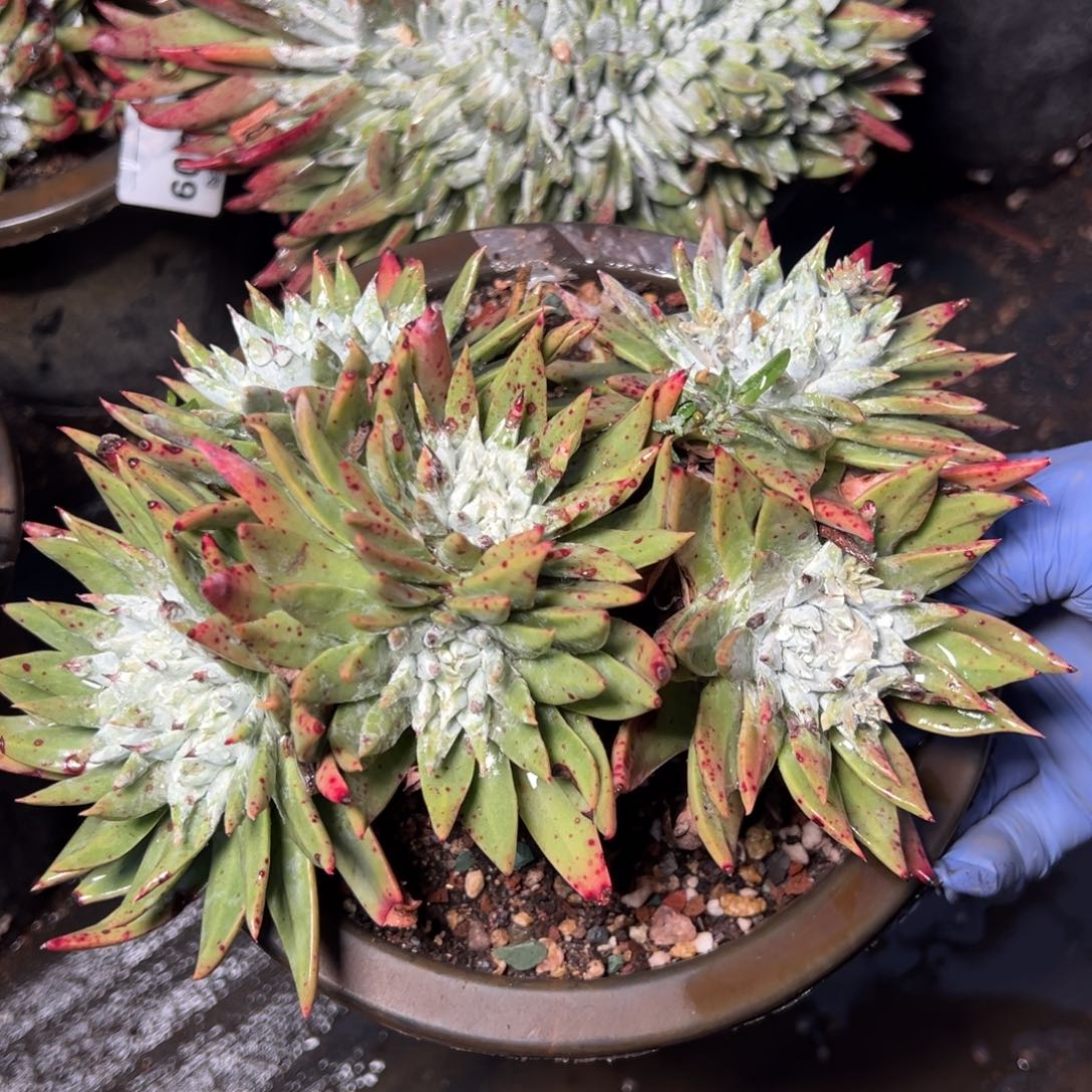 2127白雪多肉哈哈哈哈哈哈哈