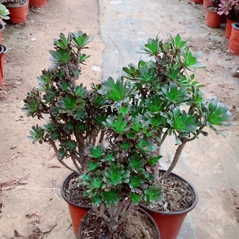 灰法师多肉植物法师3