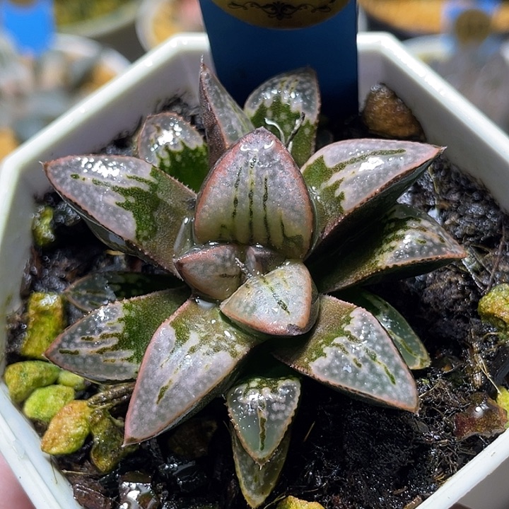 696德鲁白特选福利