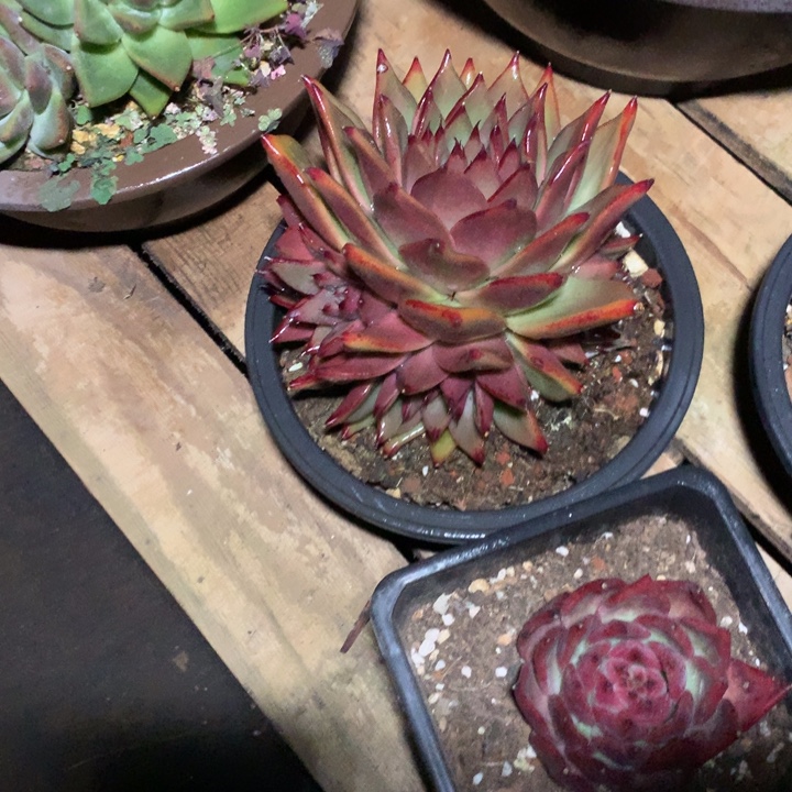 美肉特价活动开始了