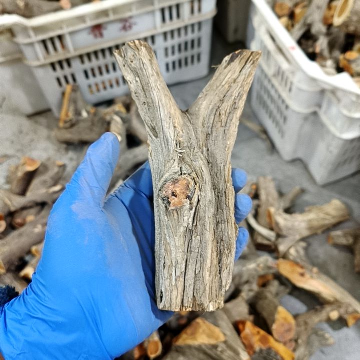 长***你香榧木崖柏原叉崖柏原叉崖柏