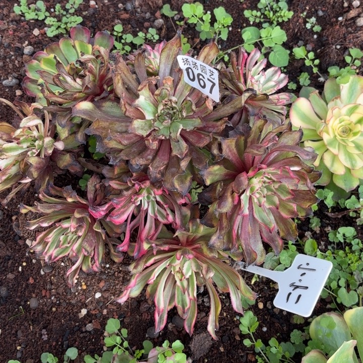 小***二无花朵067多肉法师发货