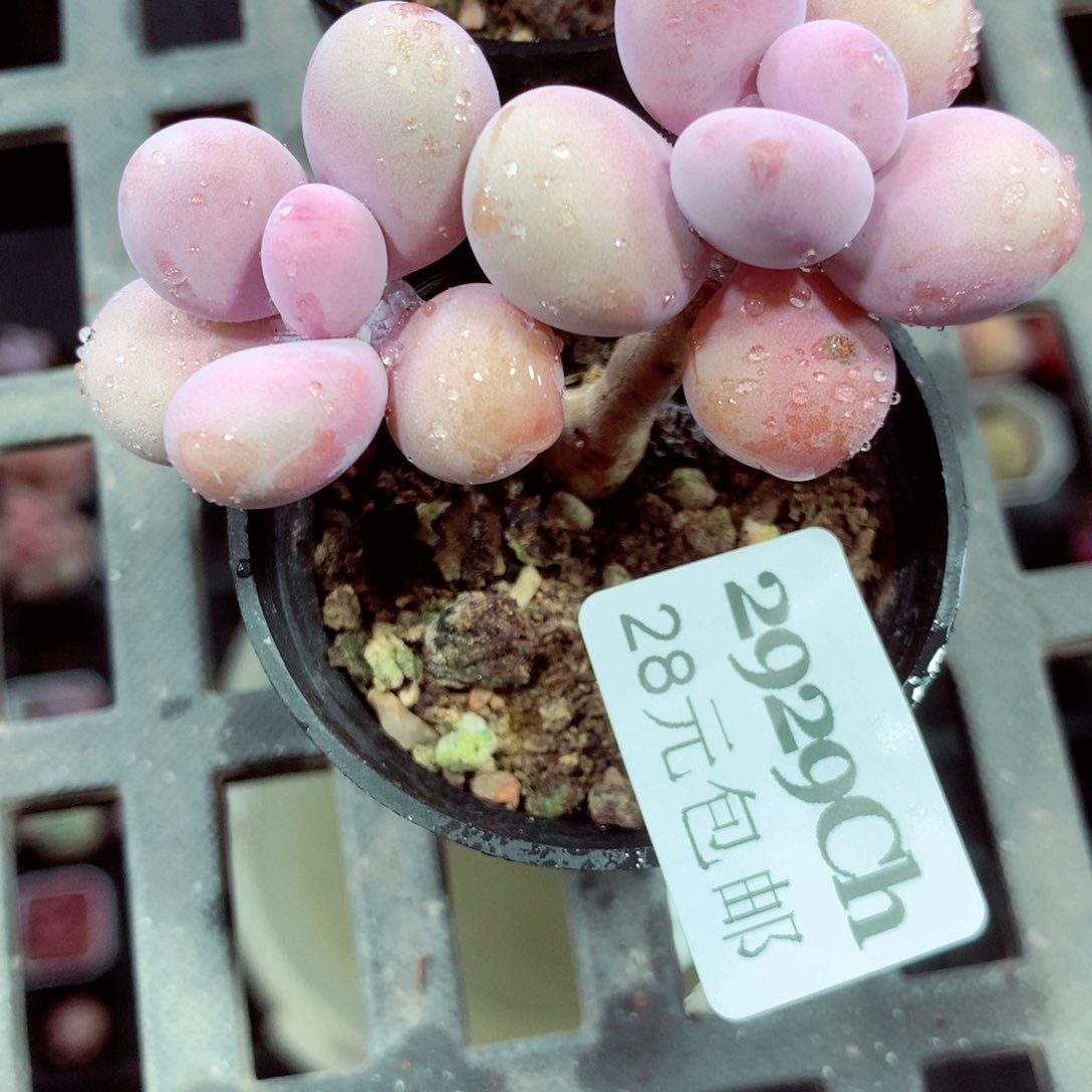 5厘米盆精控多肉2929