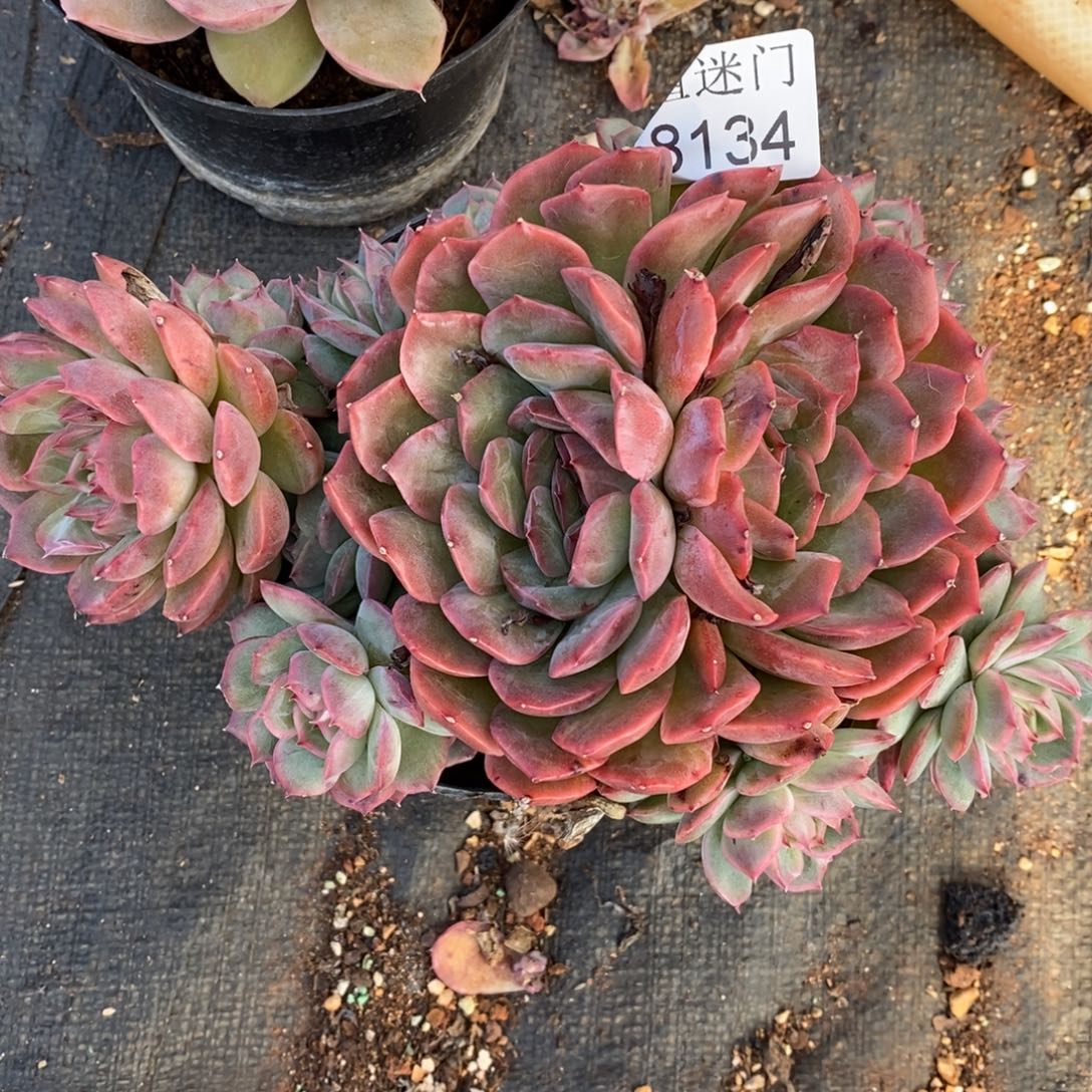 白***望杂交精品多肉8134~15厘米