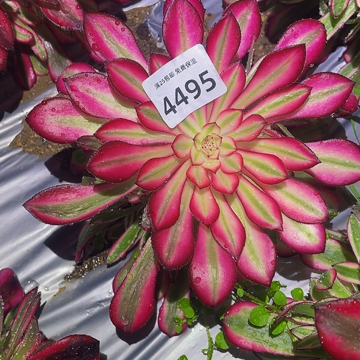 4495黑瞳樱花多肉植物