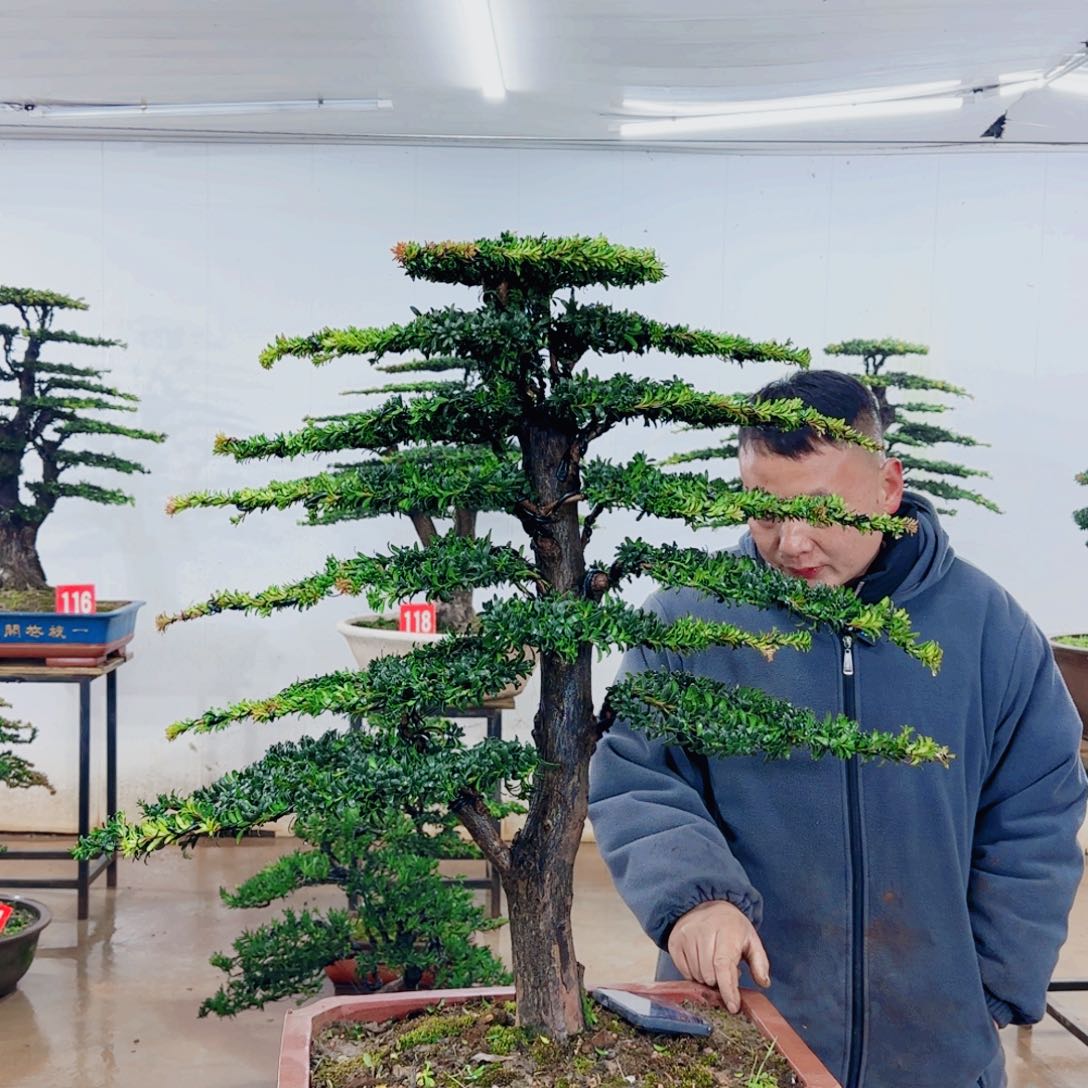 雅***迪无花朵盆景园林……