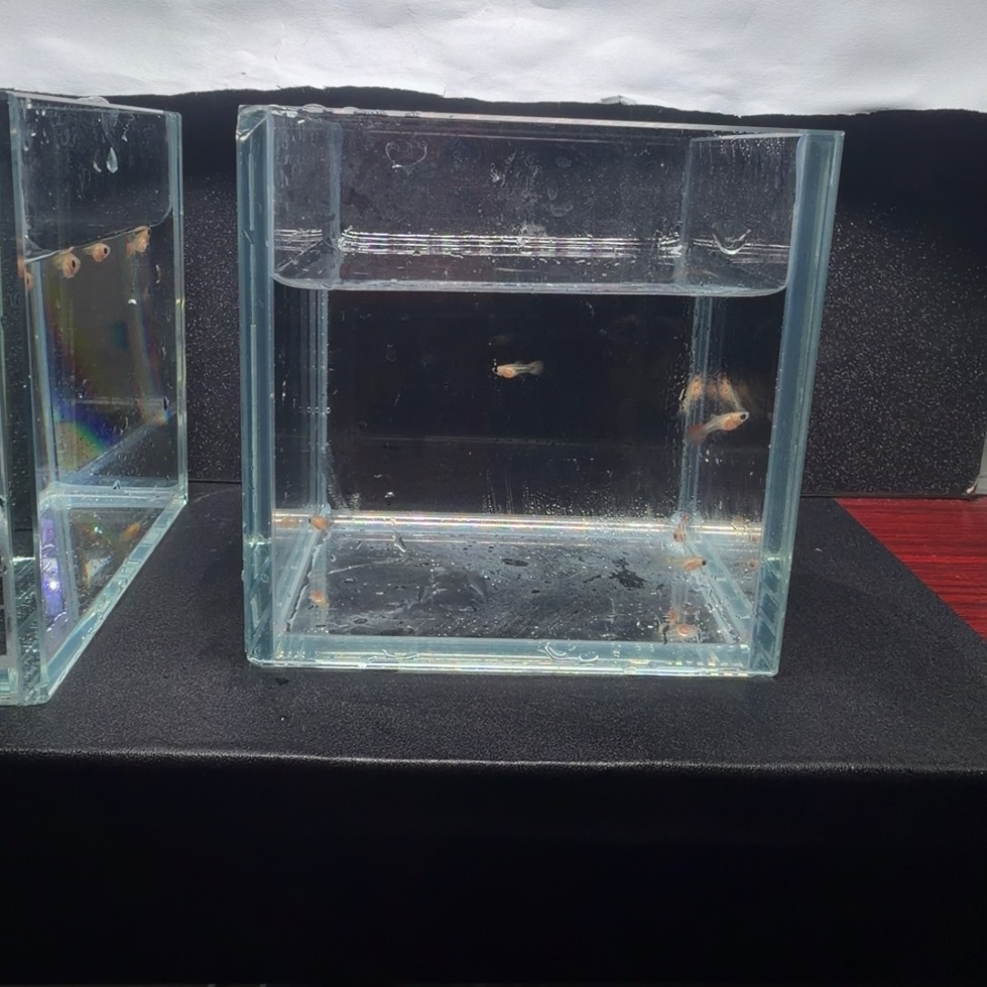 孔雀鱼红头C苗子6条