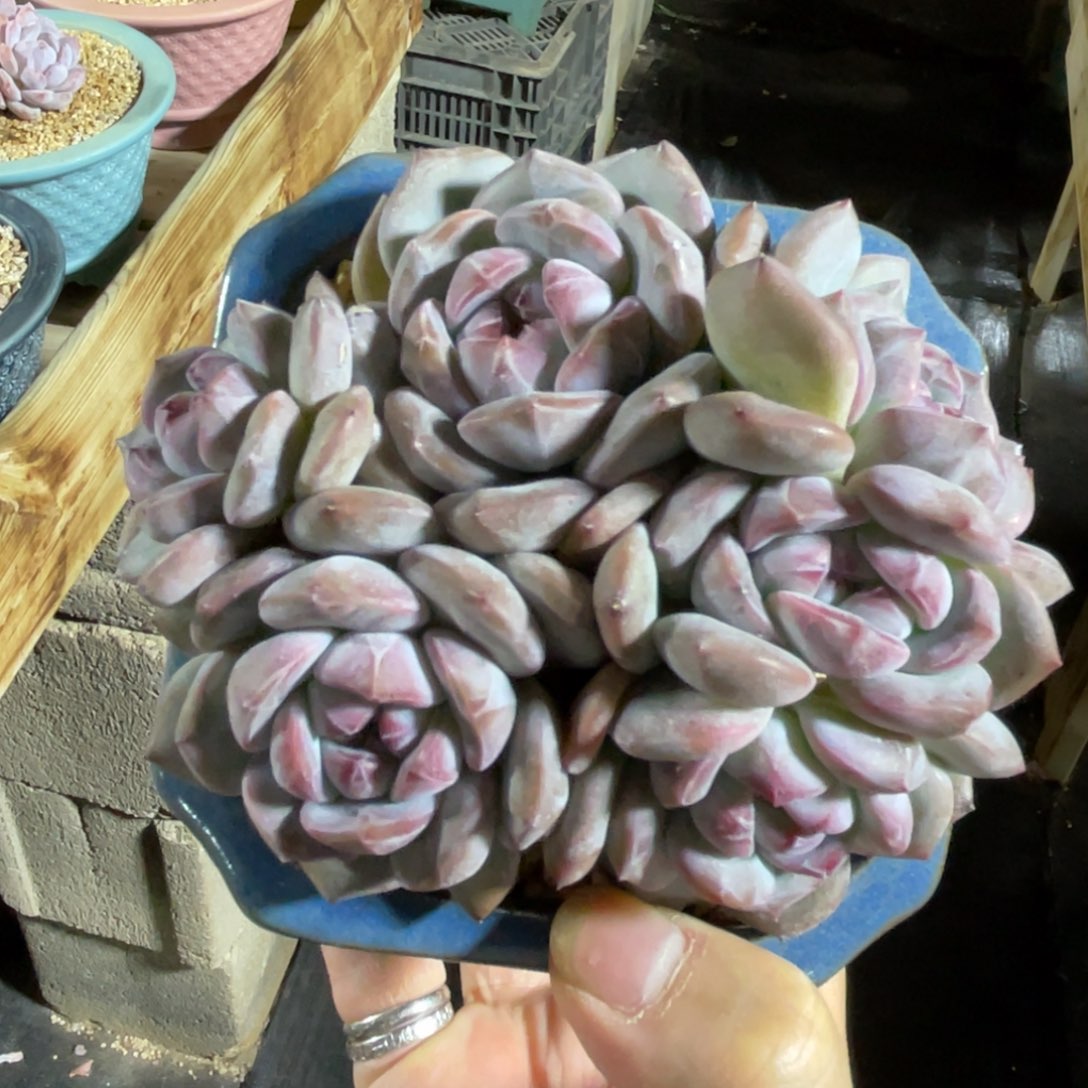 星影特价 一物一拍不支持退换