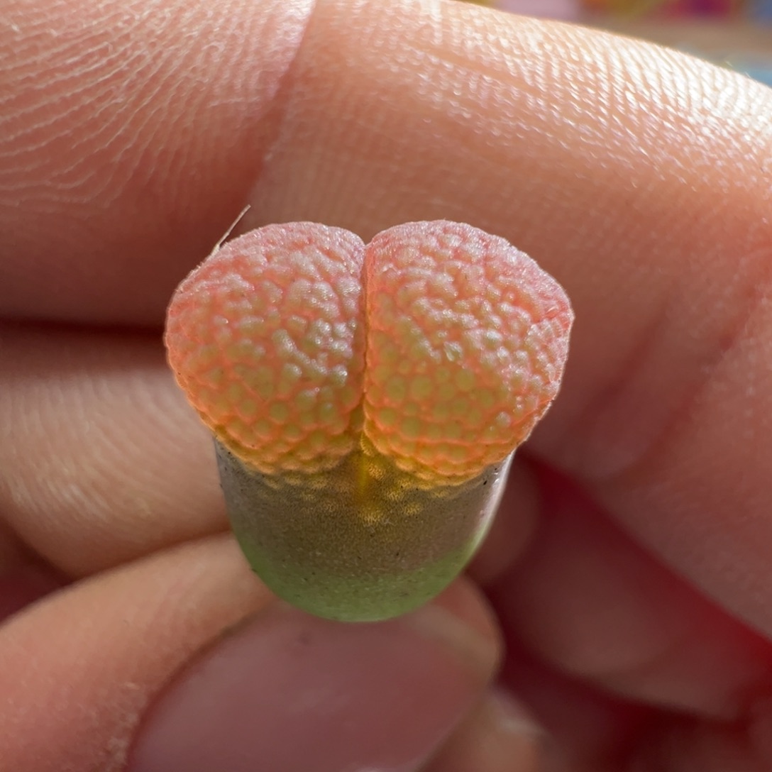 390。优选日系红宝石风铃