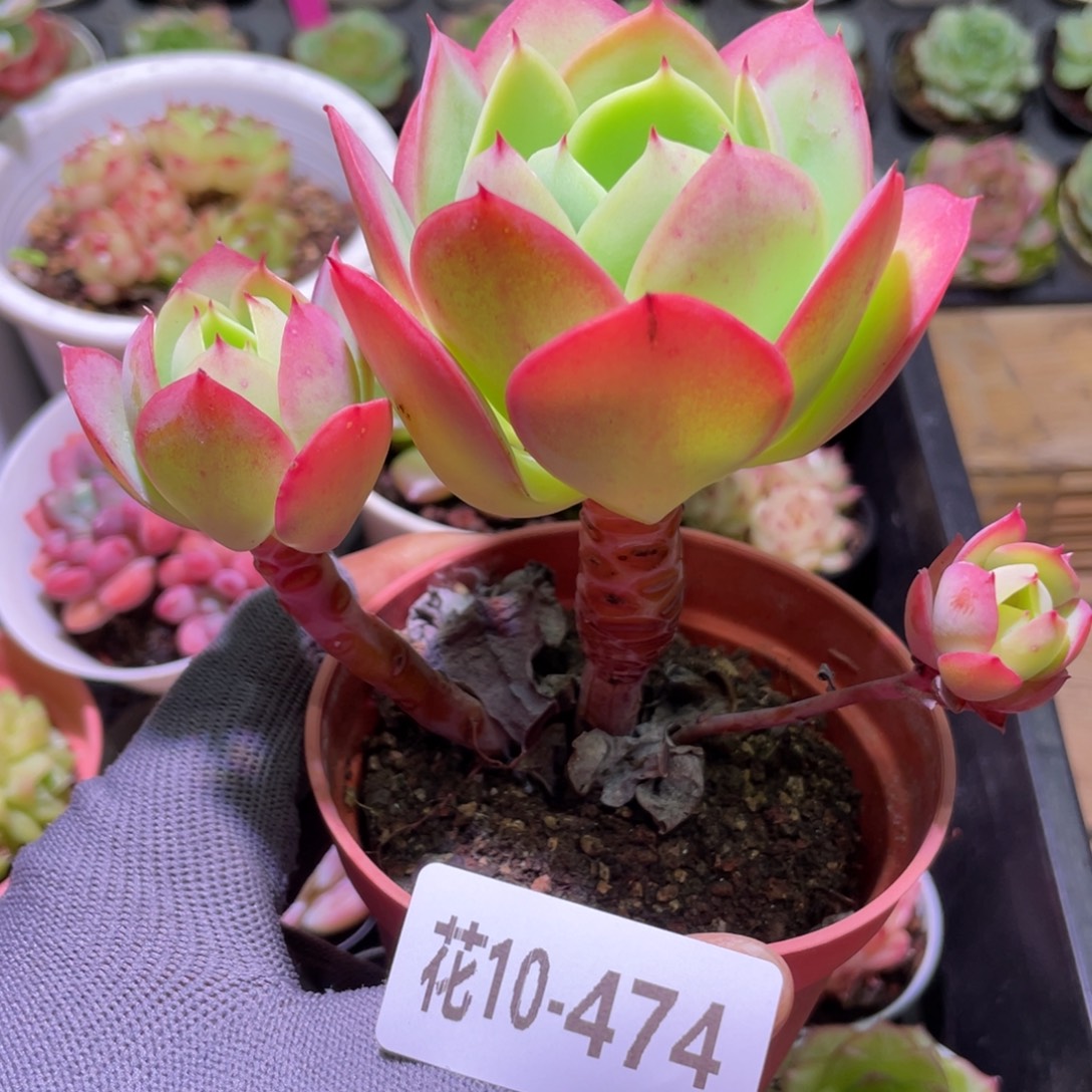 花利美10-474碧桃