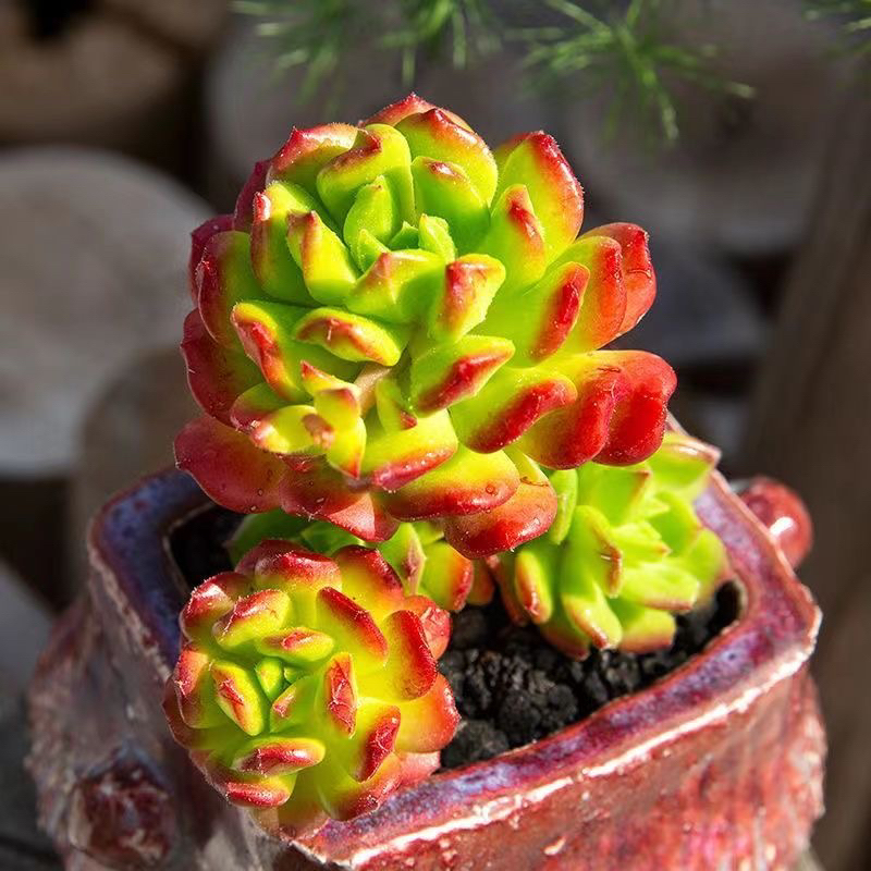 【满 9.9 包邮】红灯笼 8cm 多肉植物带盆土新手好养活以直播间为准