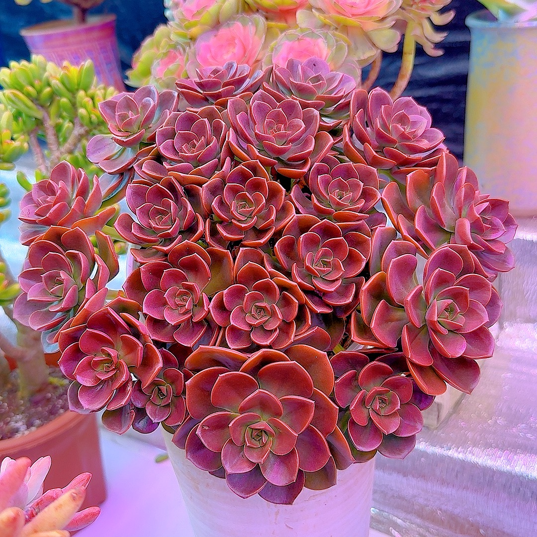 三岁家超大手捧巧克力（原盆发）新手好养 多肉植物