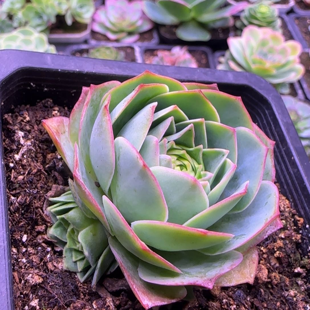 5厘米捧花玫瑰包心1124243