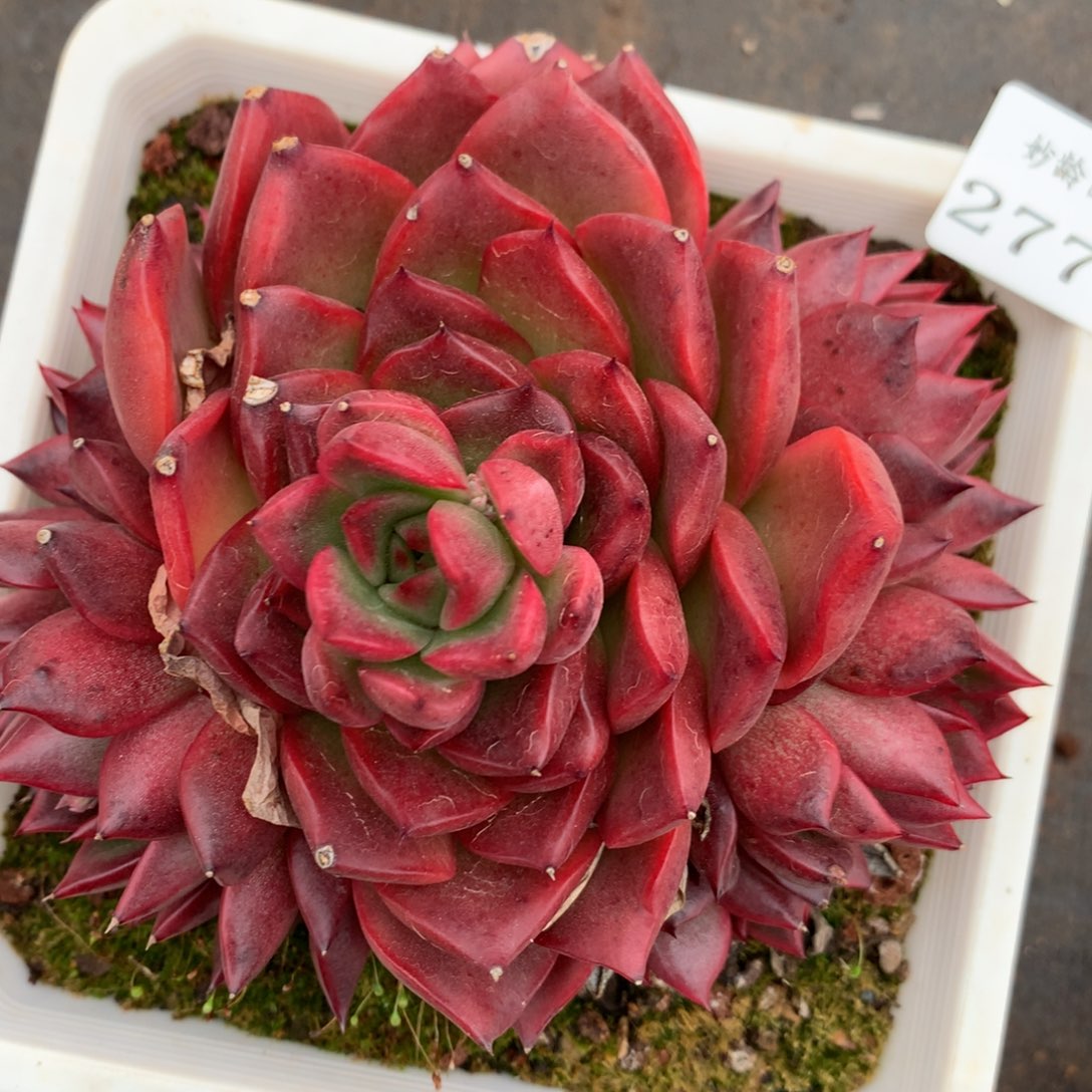 2770杂交多肉老桩