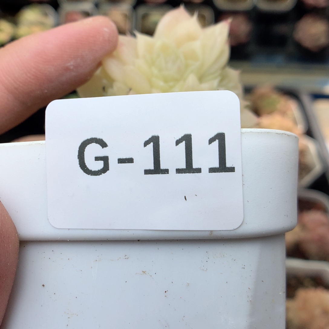 G111 ，20包邮两天凑单