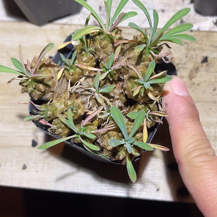 满38包邮2天凑单，脱土晾根发货多肉植物
