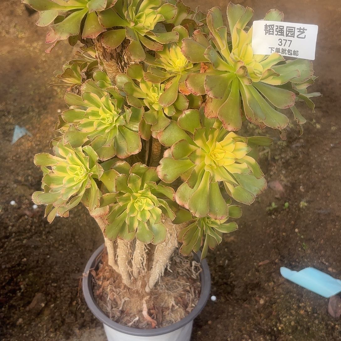 颜日伞多肉植物377