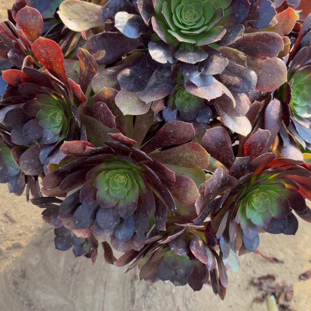 120多肉植物捧花的时候