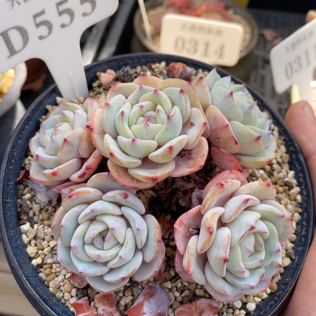 555勃朗峰不带盆10厘米有砍