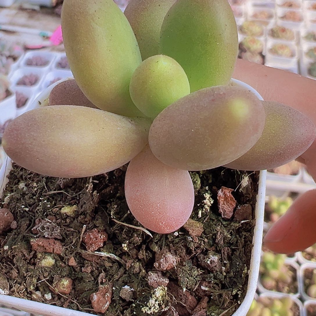 芒果奶2盘19包邮多肉