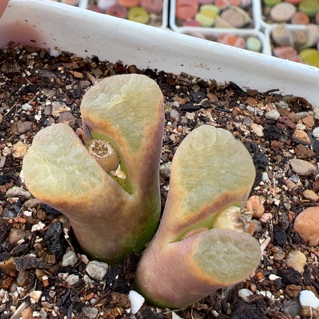 1.20好看的多肉796