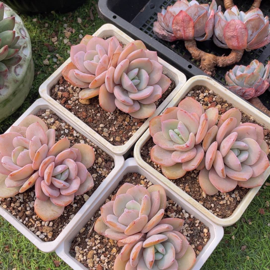 女神节福利（双头奶茶）炸炸炸