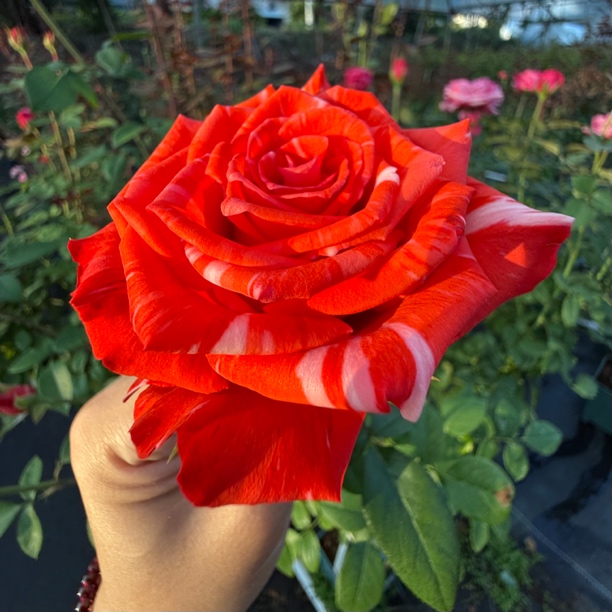 红色条纹【野猫】条纹切花 好养直立 1加仑2.5L根接苗云南发货