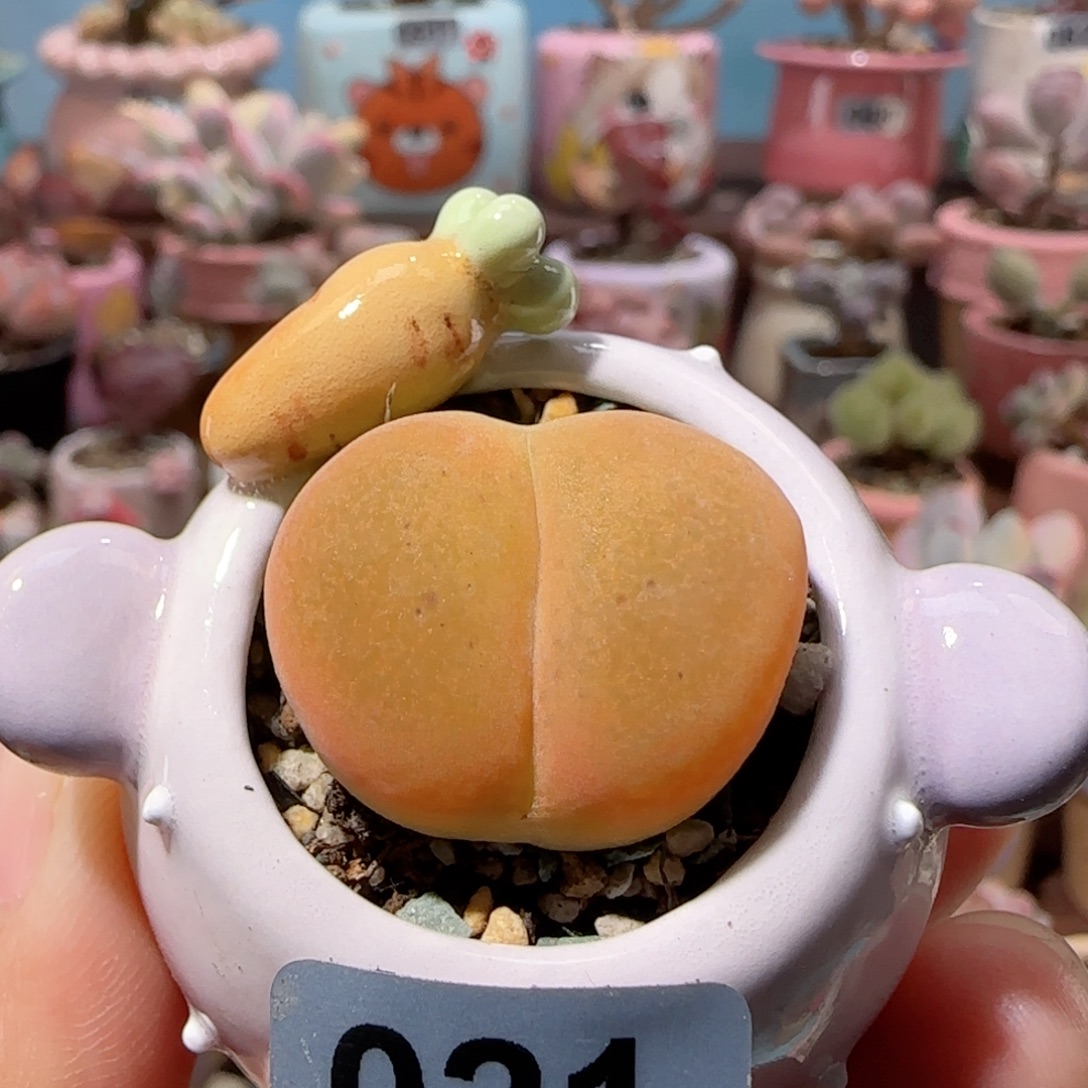 爱心蟠桃盆口2.5cm