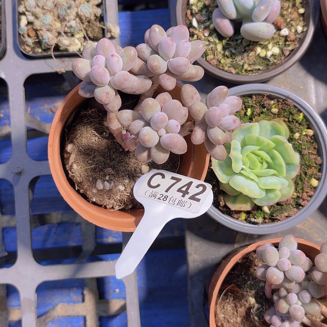 C742仙子奶一物一拍