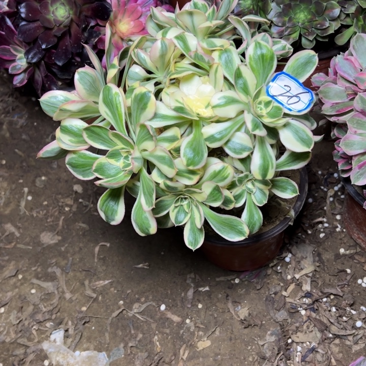 多肉植物艳姿锦26