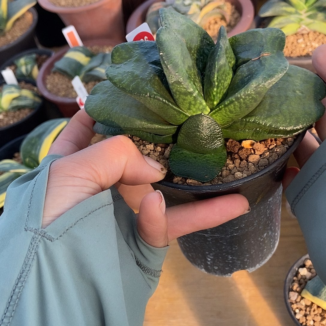 霍***超826卧牛实生锦带盆发货