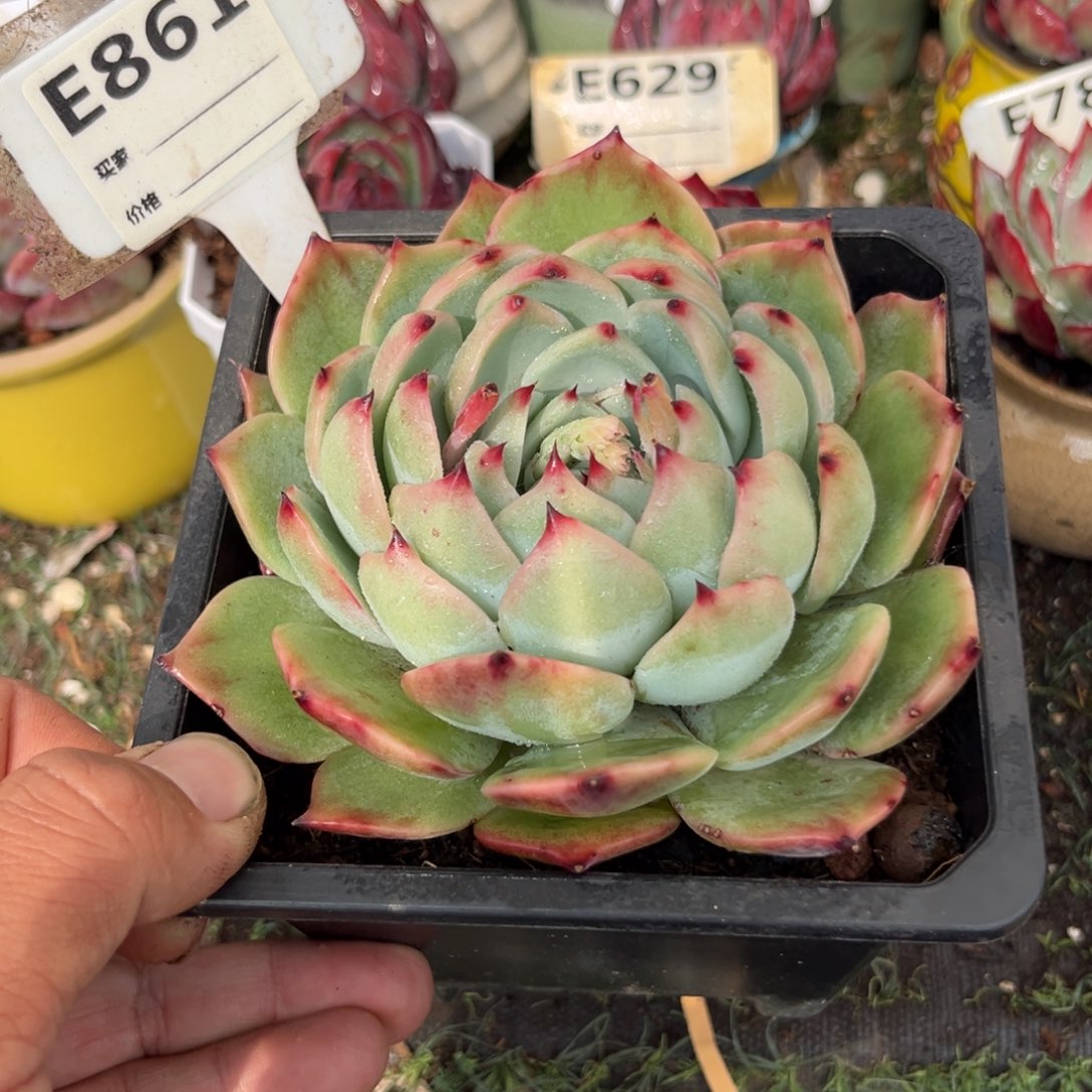 惊鸿一瞥861号多肉